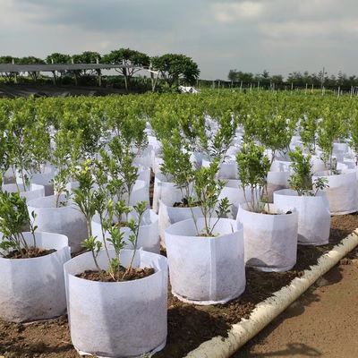 Os fabricantes através da venda por atacado da beira que plantam e que cultivam a proteção ambiental do saco sentiram o cultivo e a manutenção